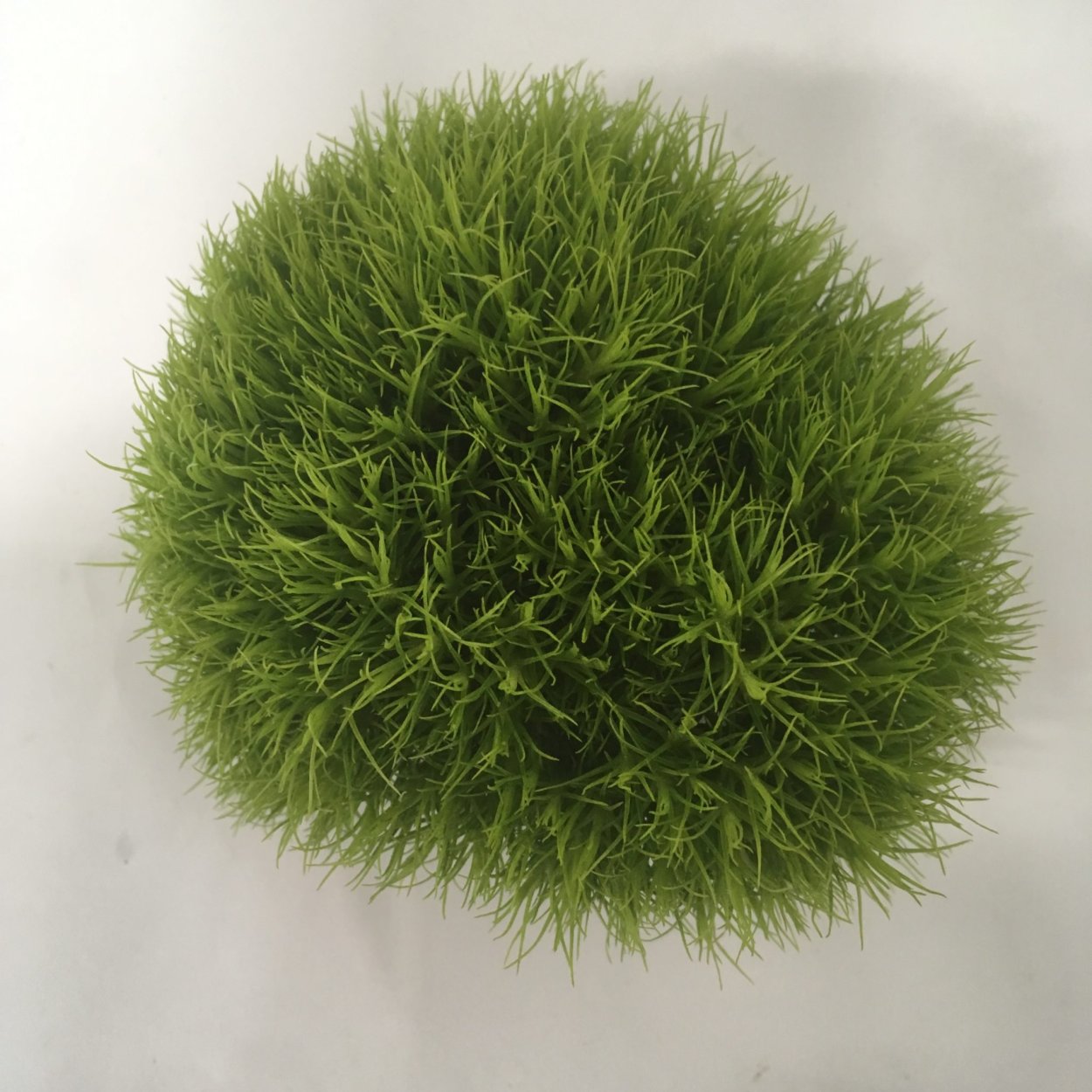 Гвоздика турецкая Грин трик