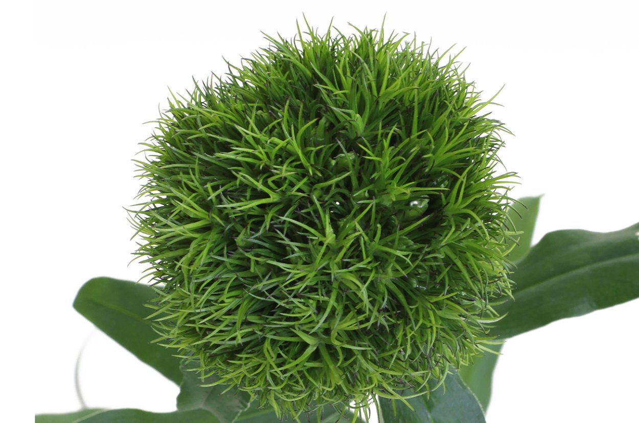 Гвоздика Грин тик