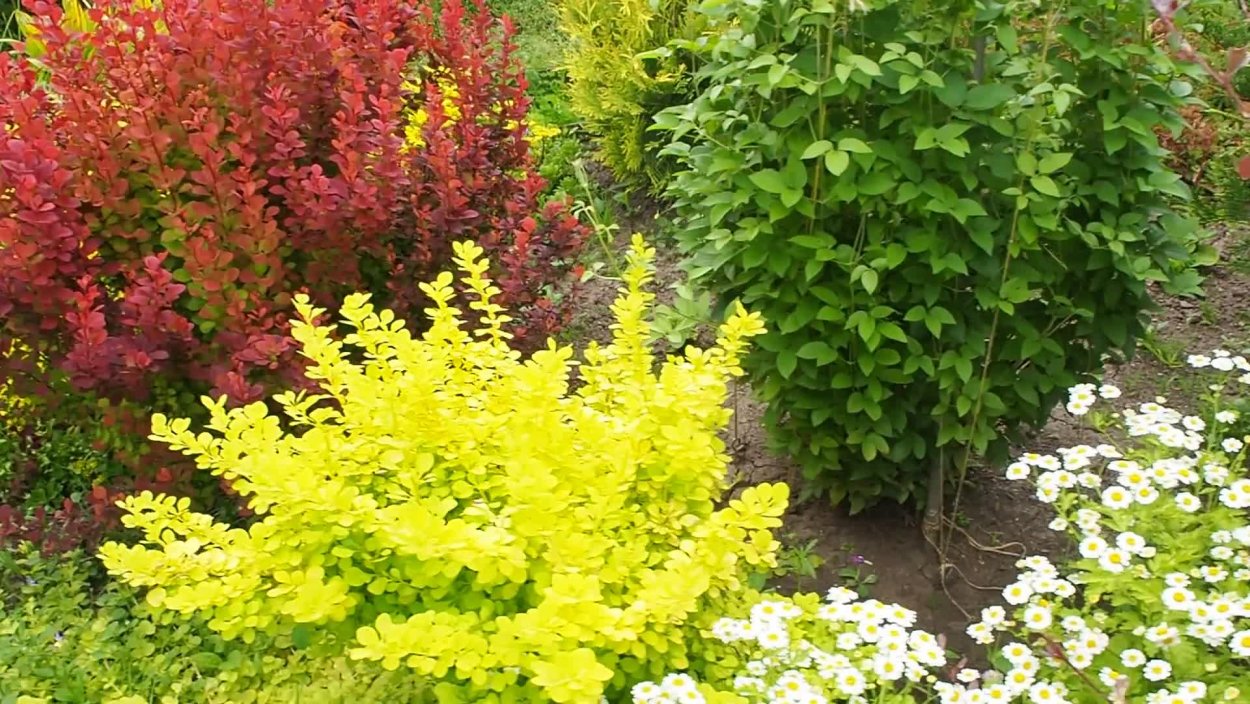 Спирея отростки