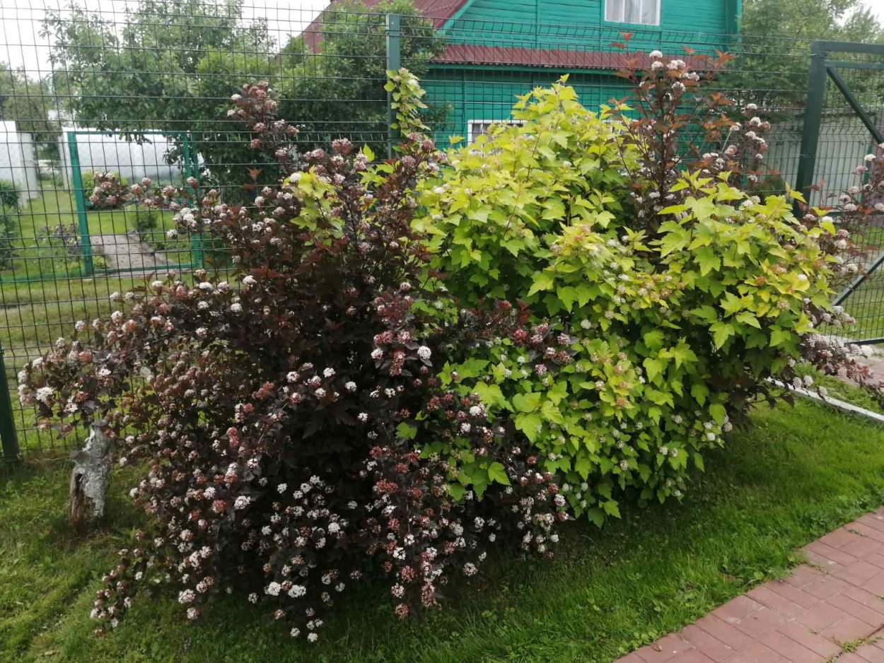 Барбарис, спирея, пузыреплодник