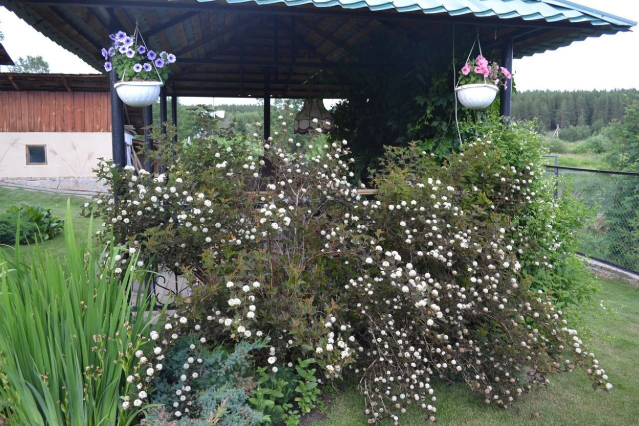 Миксбордер с барбарисом Тунберга