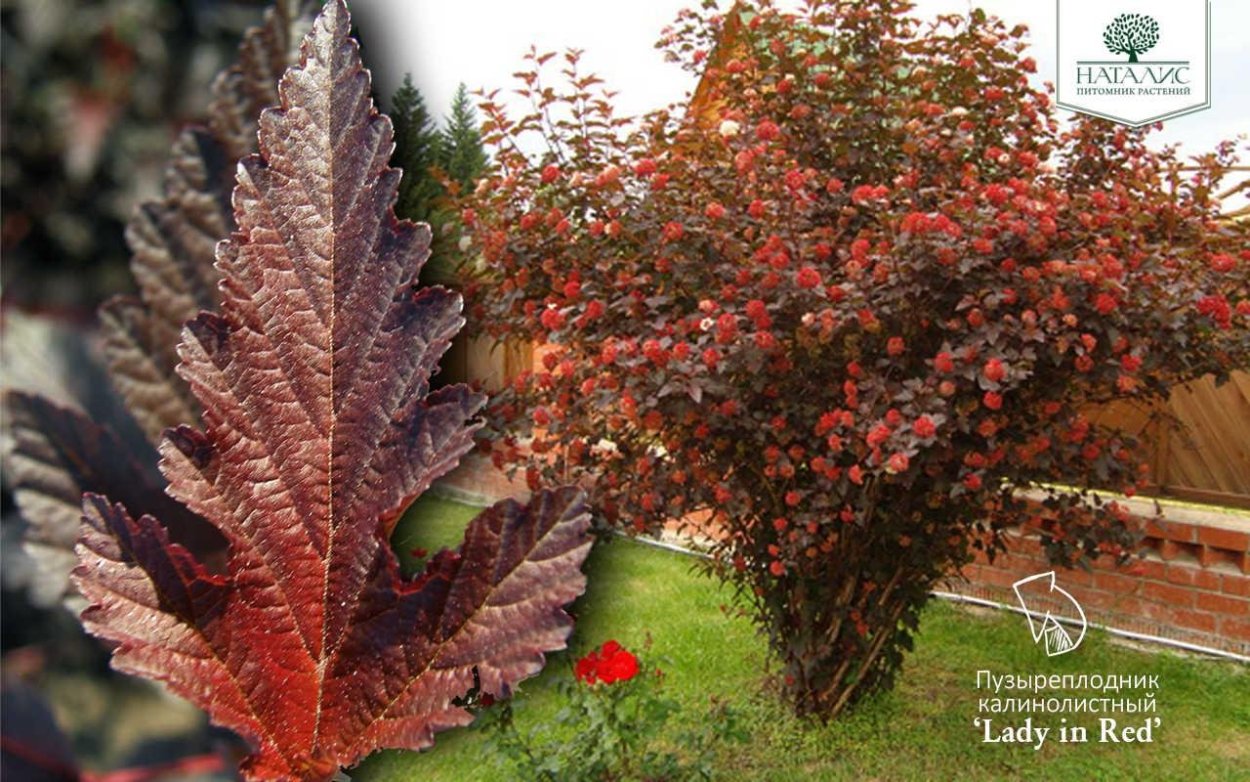 Живая изгородь спирея 3д