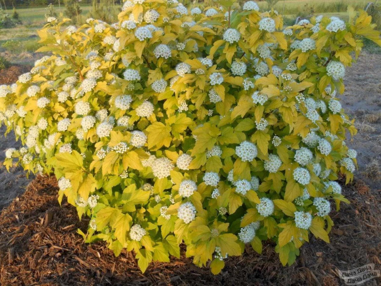 Пузыреплодник калинолистный