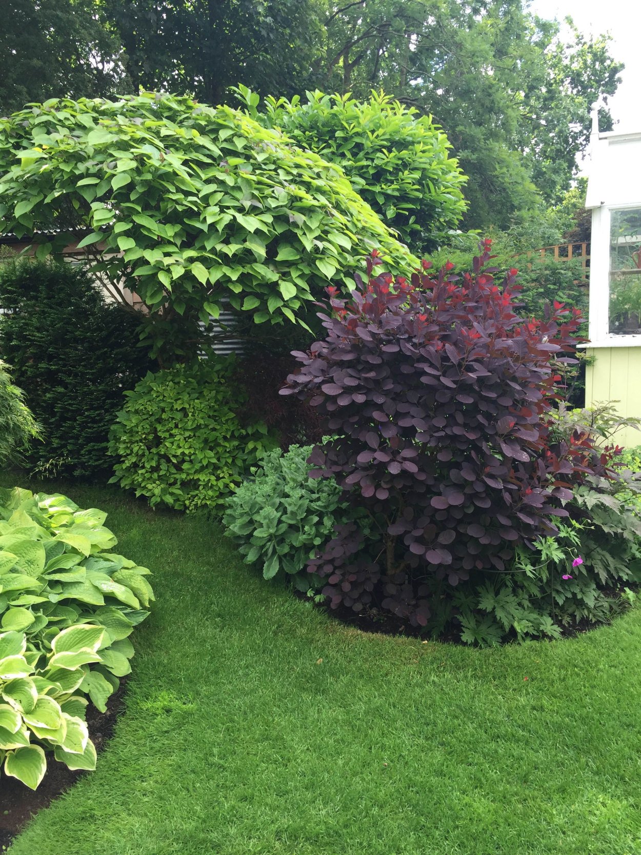 Спирея березолистная Живая изгородь