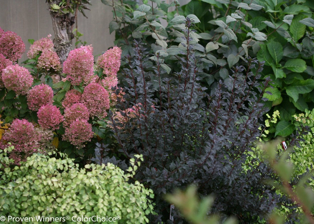 Барбарис, спирея, пузыреплодник