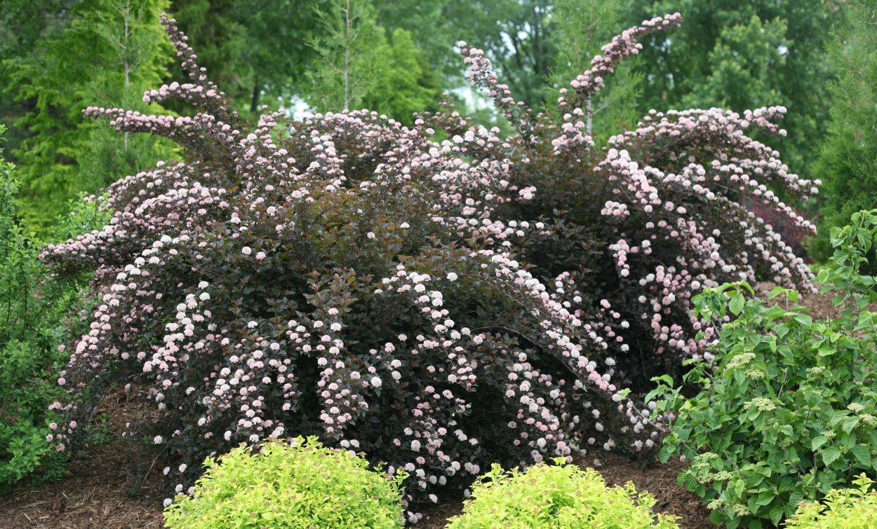 Пузыреплодник калинолистный (Physocarpus opulifolius)