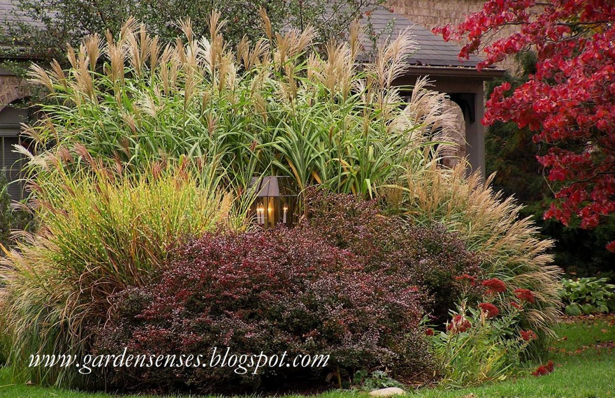 Дерен Ауреа Элегантиссима