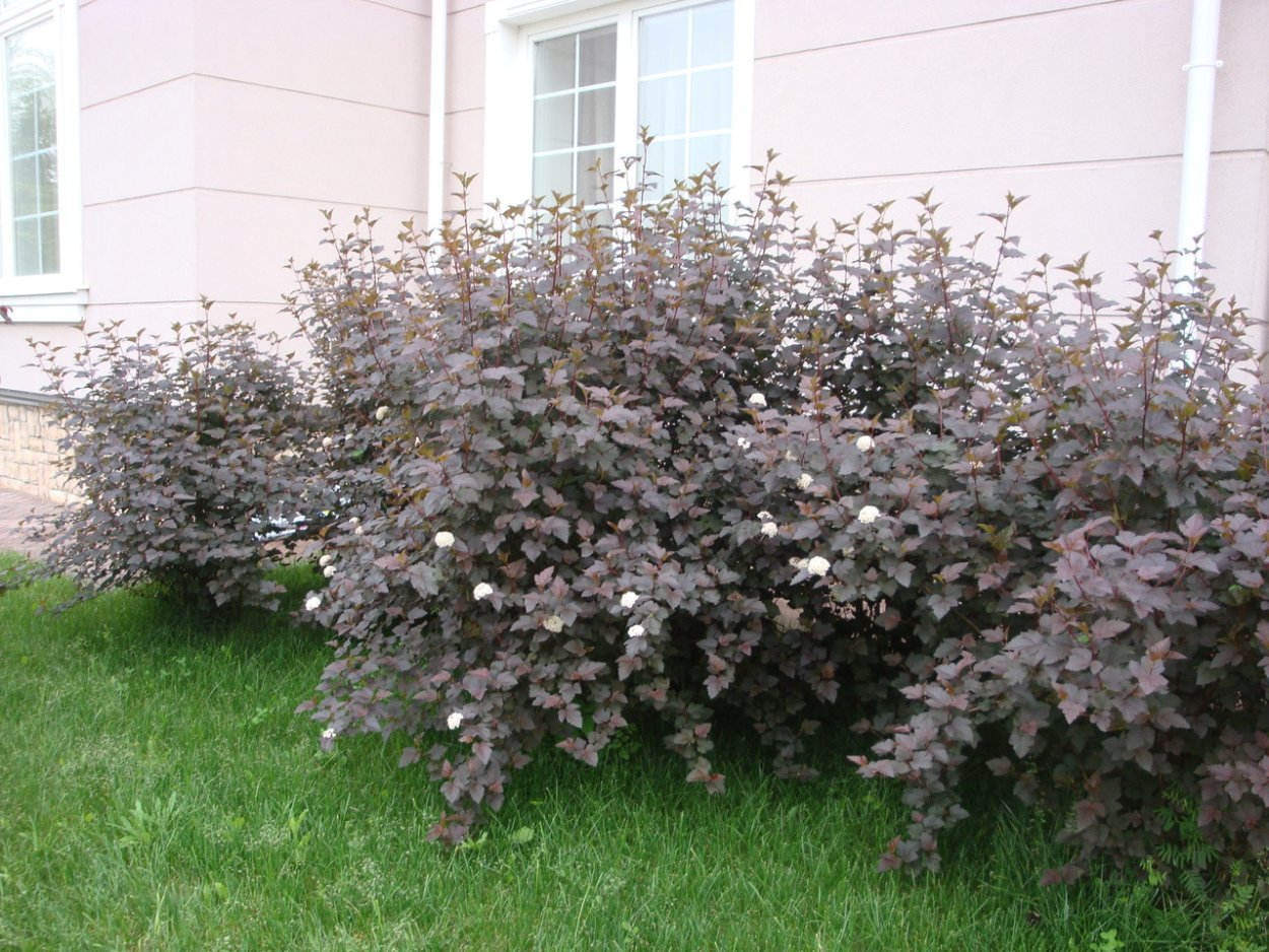 Спирея Лаймлайт
