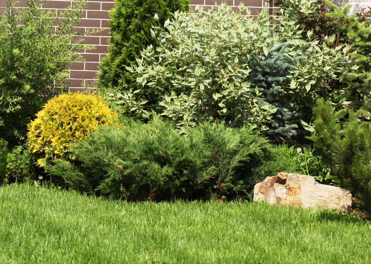 Клумба Барбарис пузыреплодник