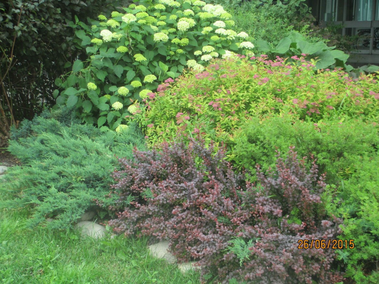 Клумба Барбарис пузыреплодник