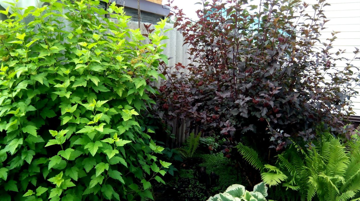 Волжанка и пузыреплодник