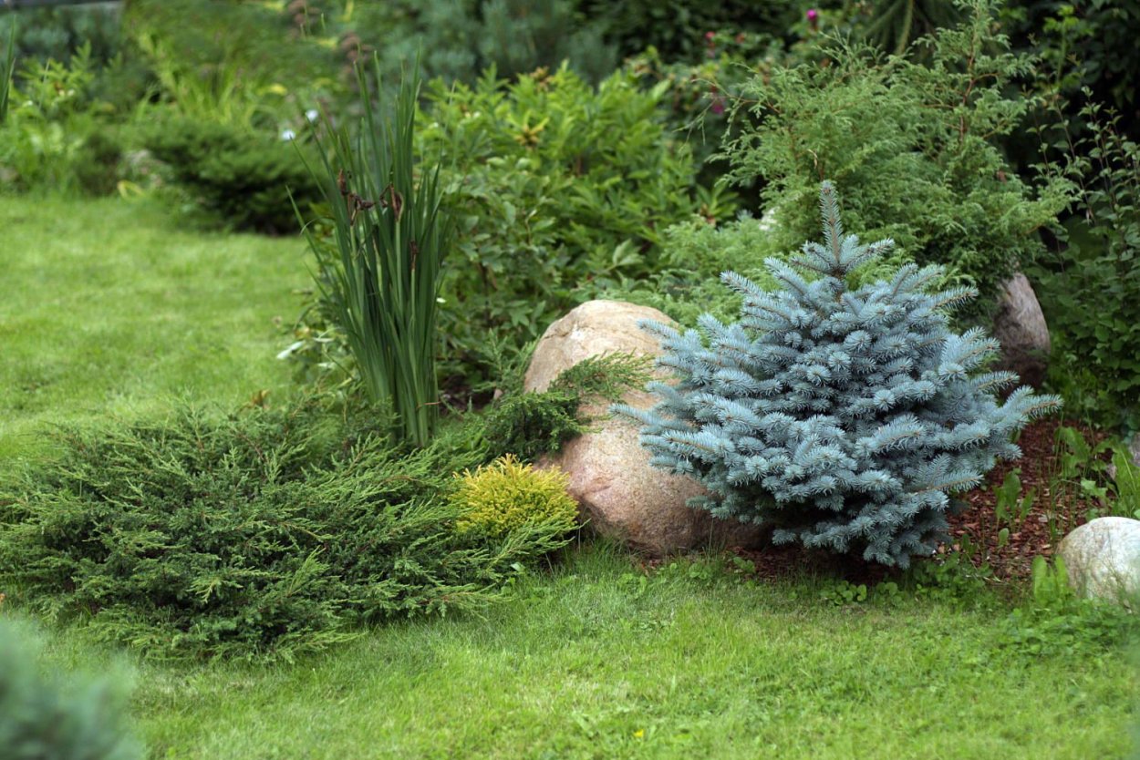 Туя Глаука Глобоза