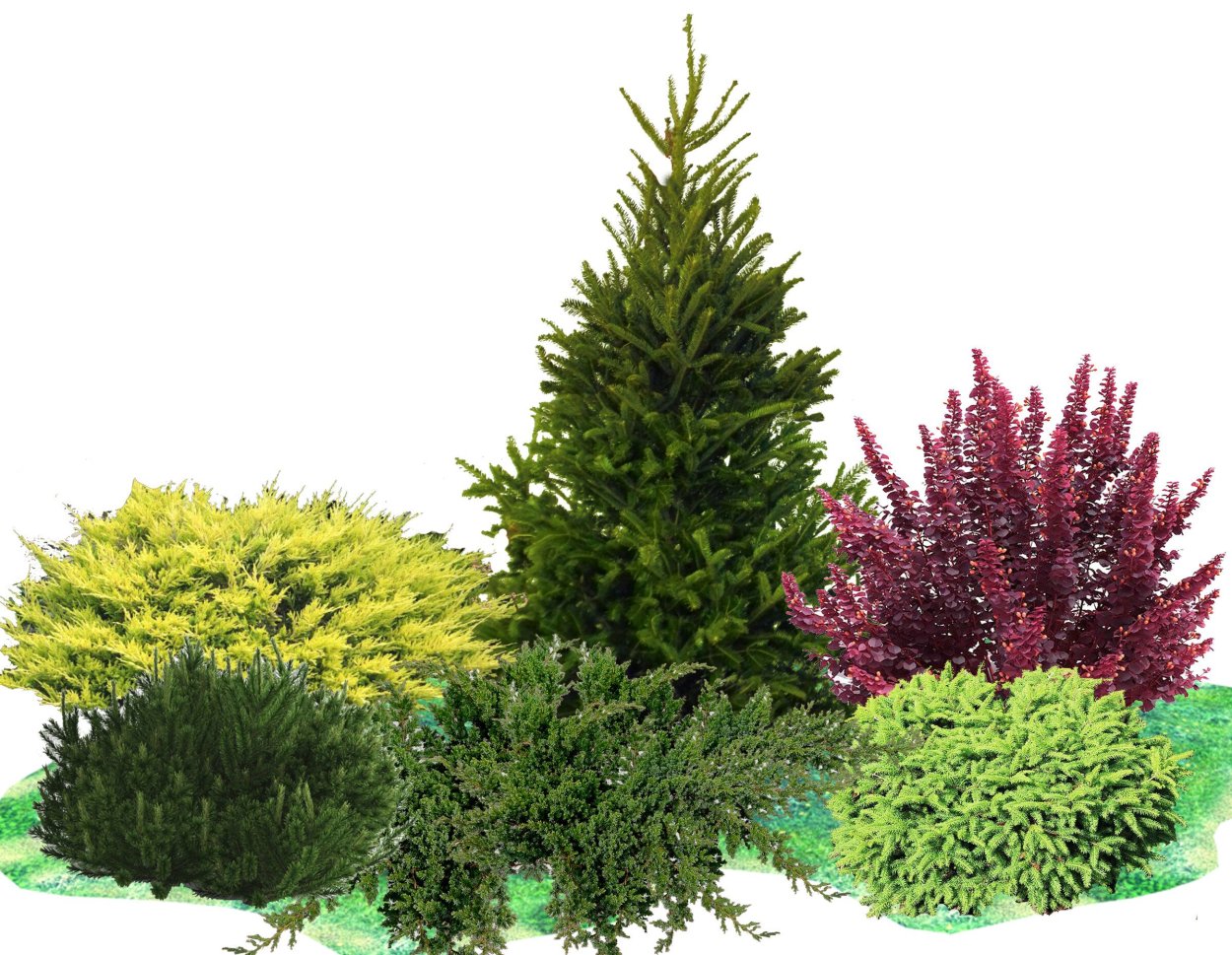 Туя Брабант для арки