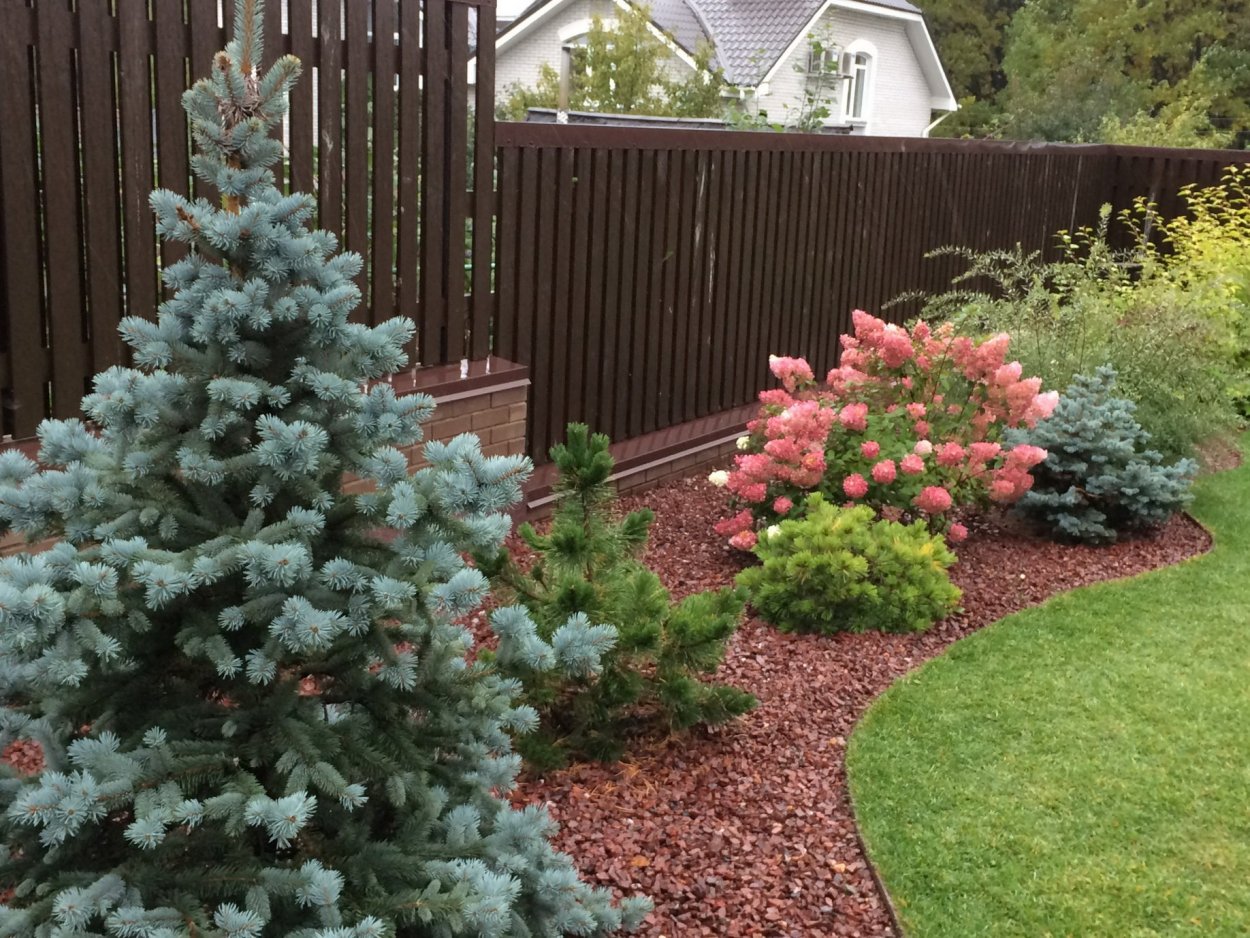 Мульчирование хвойников корой лиственницы