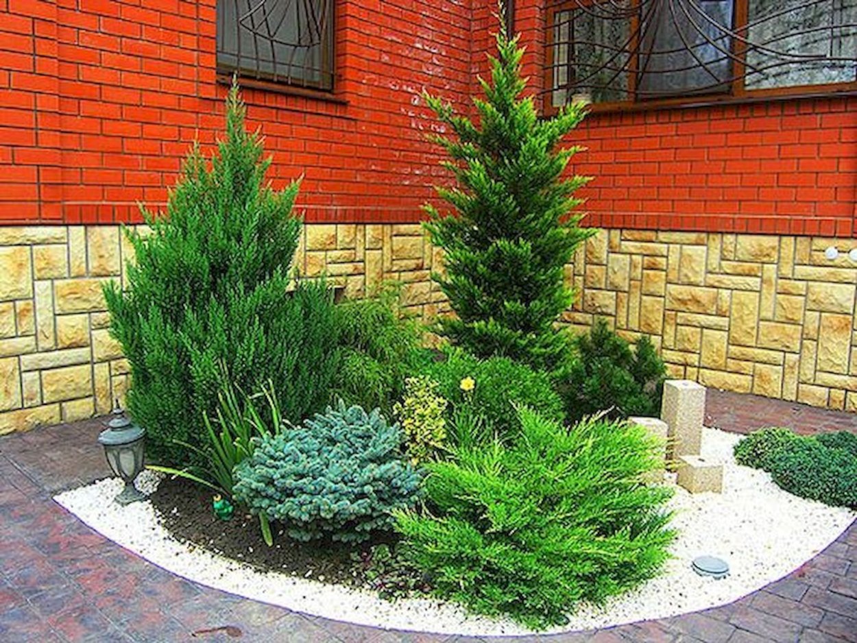 Барбарис Тунберга в рокарии