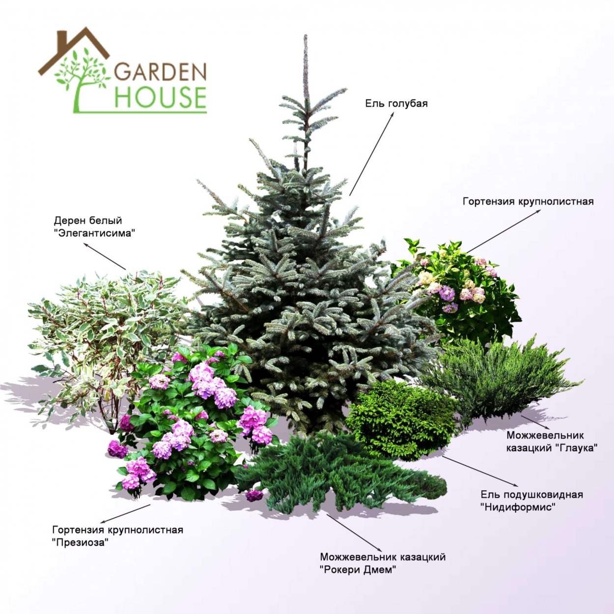 Голубая ель Хупси и туя Даника