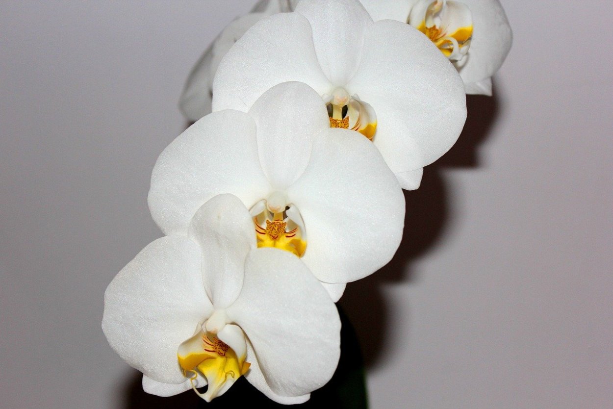 Фаленопсис Phal. Equestris