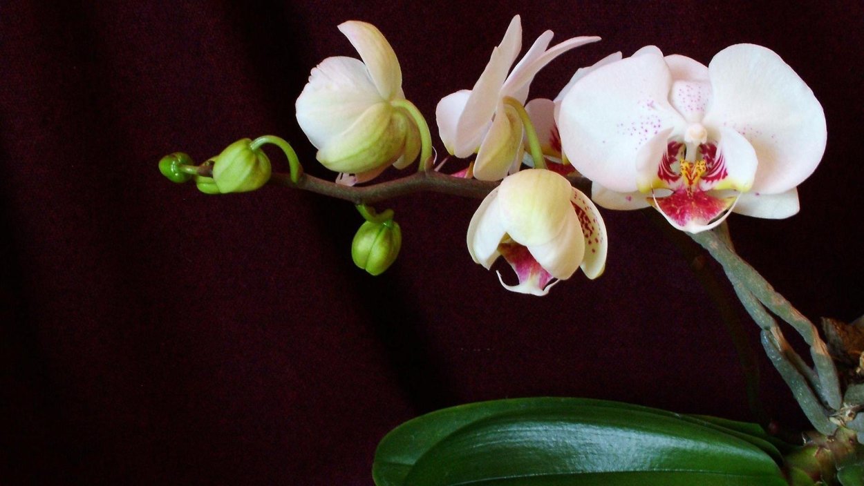 Орхидея Phalaenopsis Albufeira