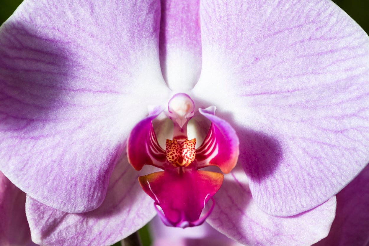 Фаленопсис Evolution