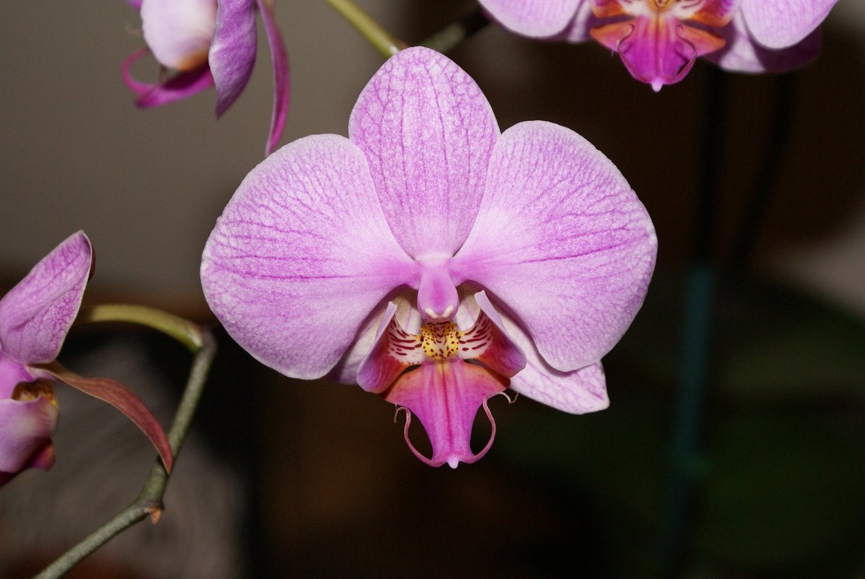 Фаленопсис ред Липс