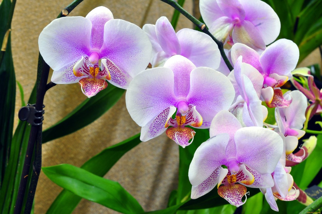 Фаленопсис Карибиан Дрим