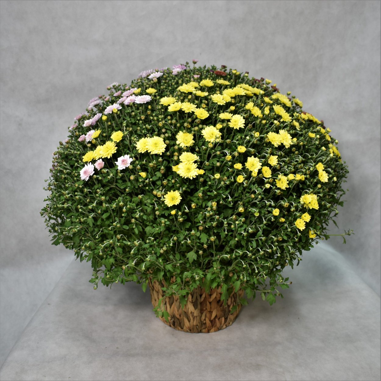 Ампельная Хризантема мультифлора