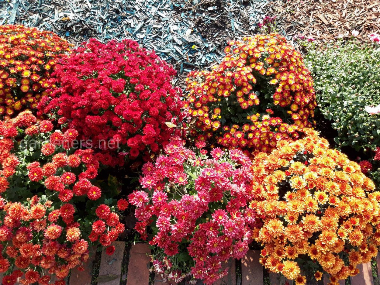 Хризантема мультифлора шаровидная многолетняя