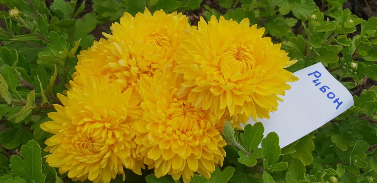 Хризантема Skyfall Purple