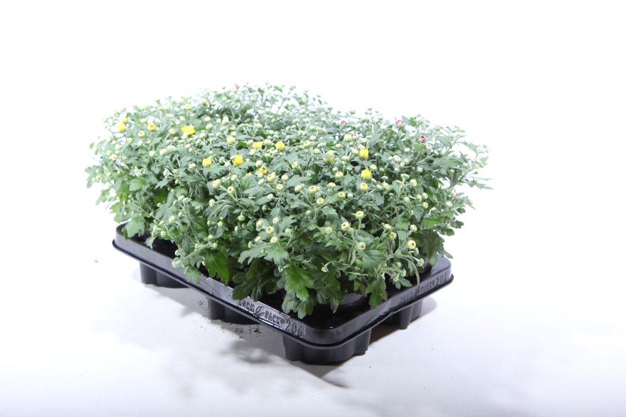 Хризантема мультифлора БРАНРОЯЛ ред