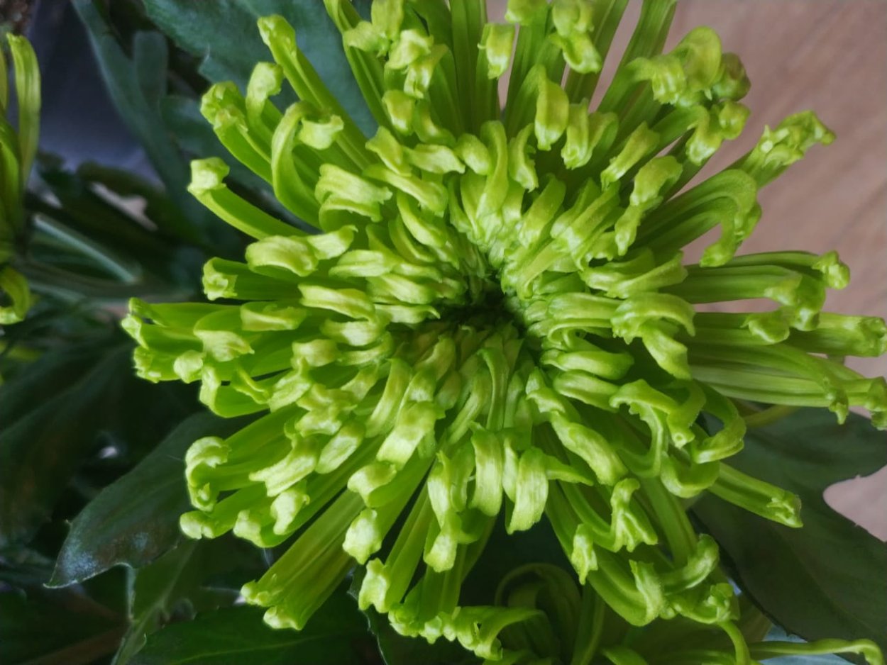 Хризантема корейская Ватра