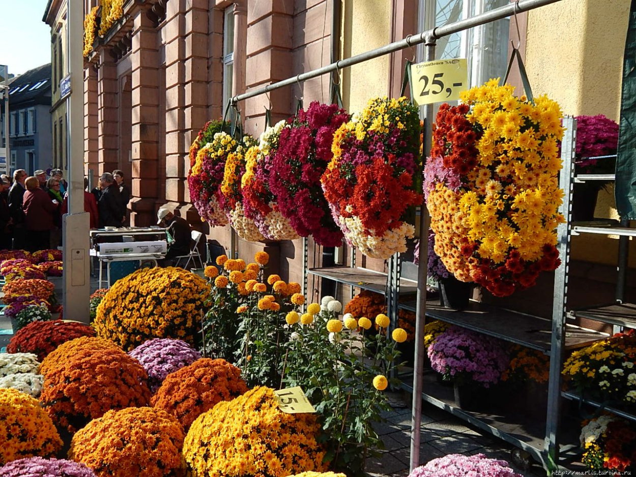 Каскадная Хризантема Livingstone