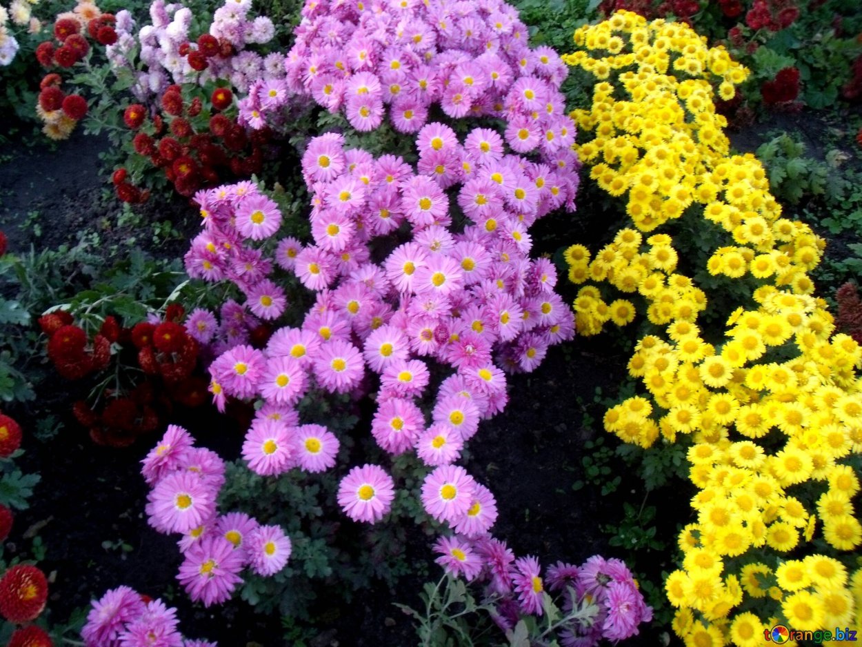 Каскадная Хризантема