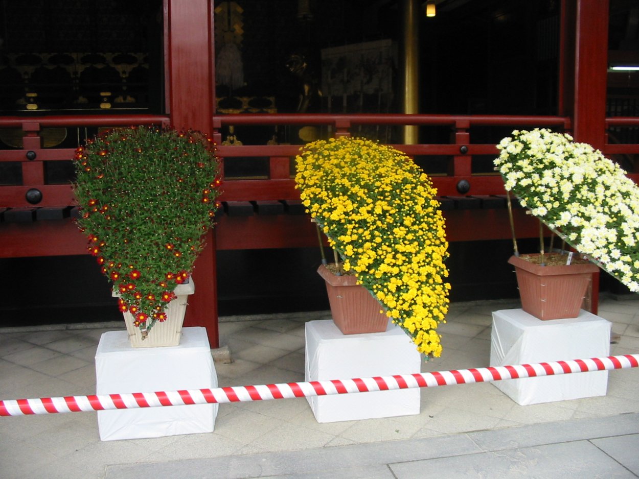 Корейская Хризантема купить черенки