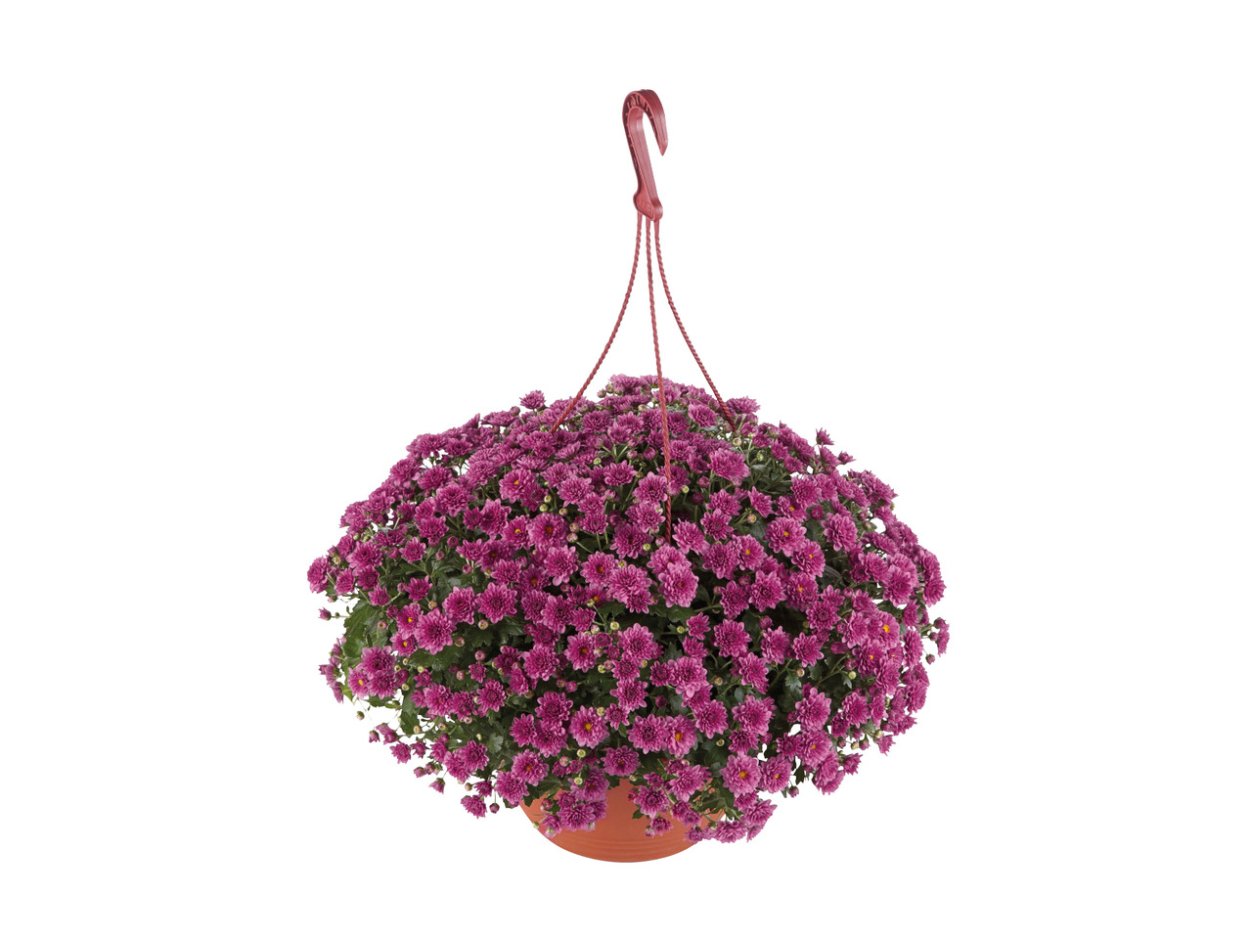 Ампельная Хризантема мультифлора