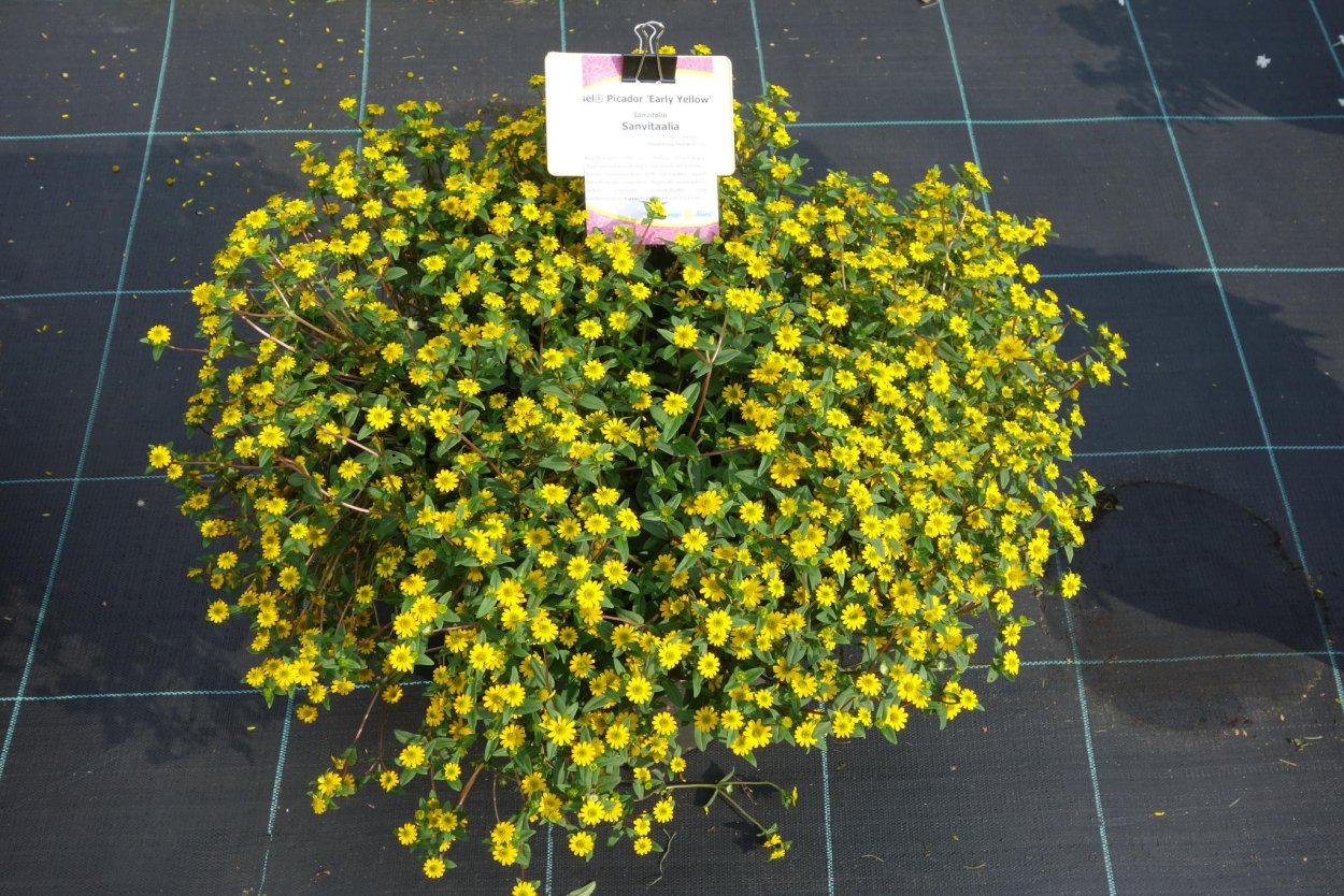 Хризантема мультифлора розовая