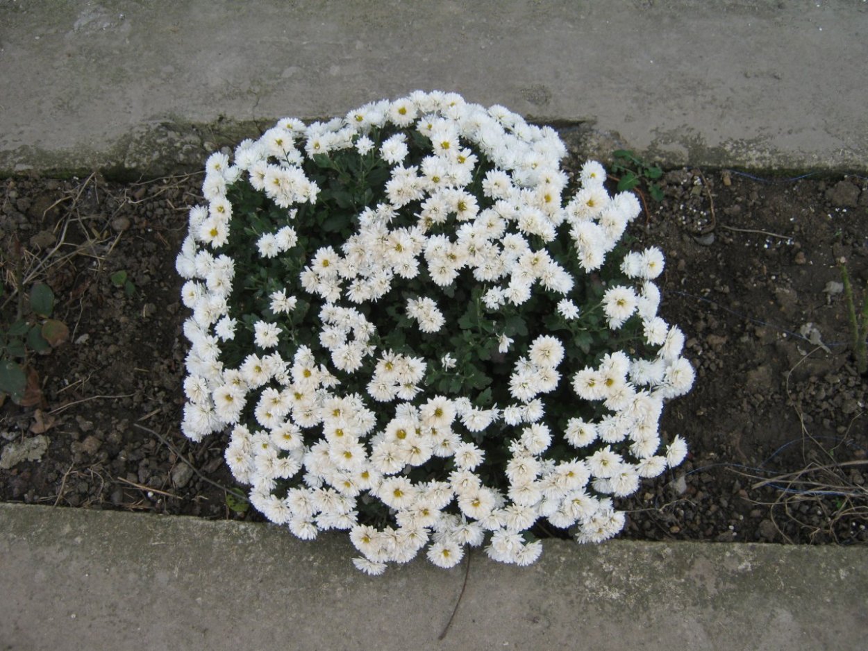 Хризантема Скайфолл Вайт