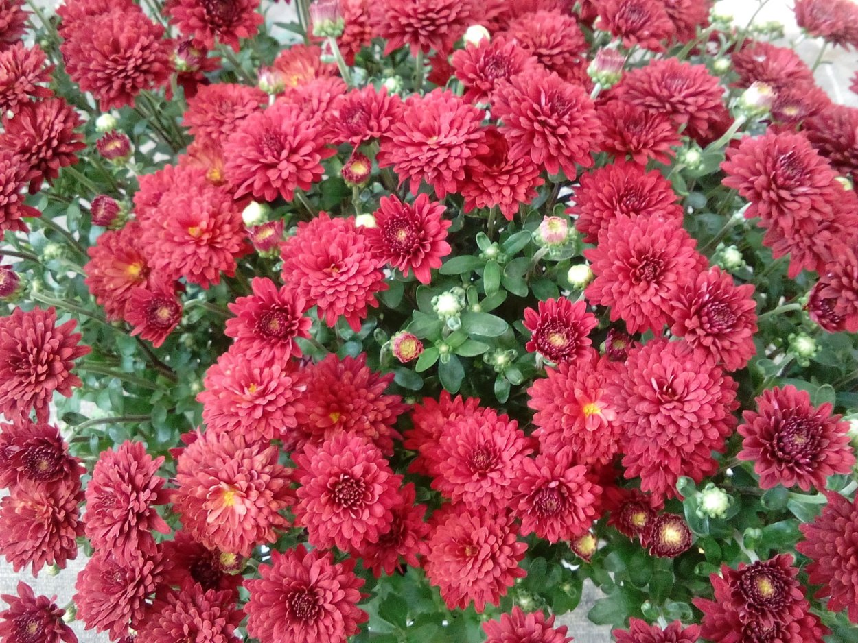 Цветок дихондра серебристый водопад