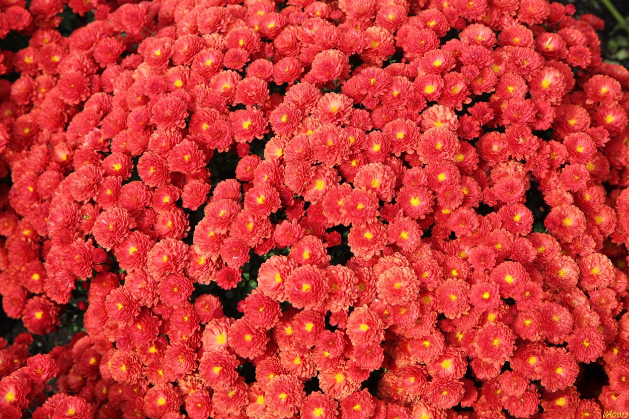 Хризантема бонсай