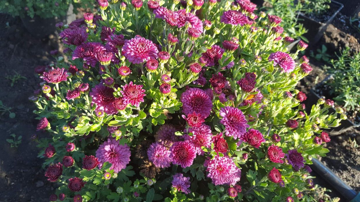 Ампельная Хризантема мультифлора