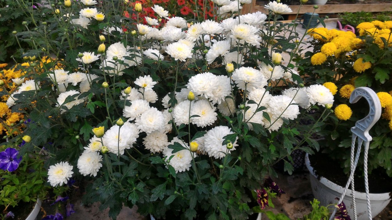 Ампельная Хризантема многолетняя