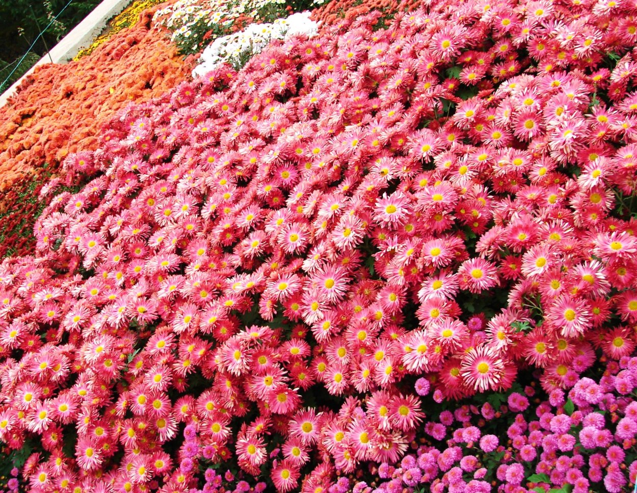 Хризантема Хейди Вейв