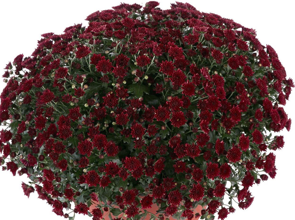 Хризантема Парадизо