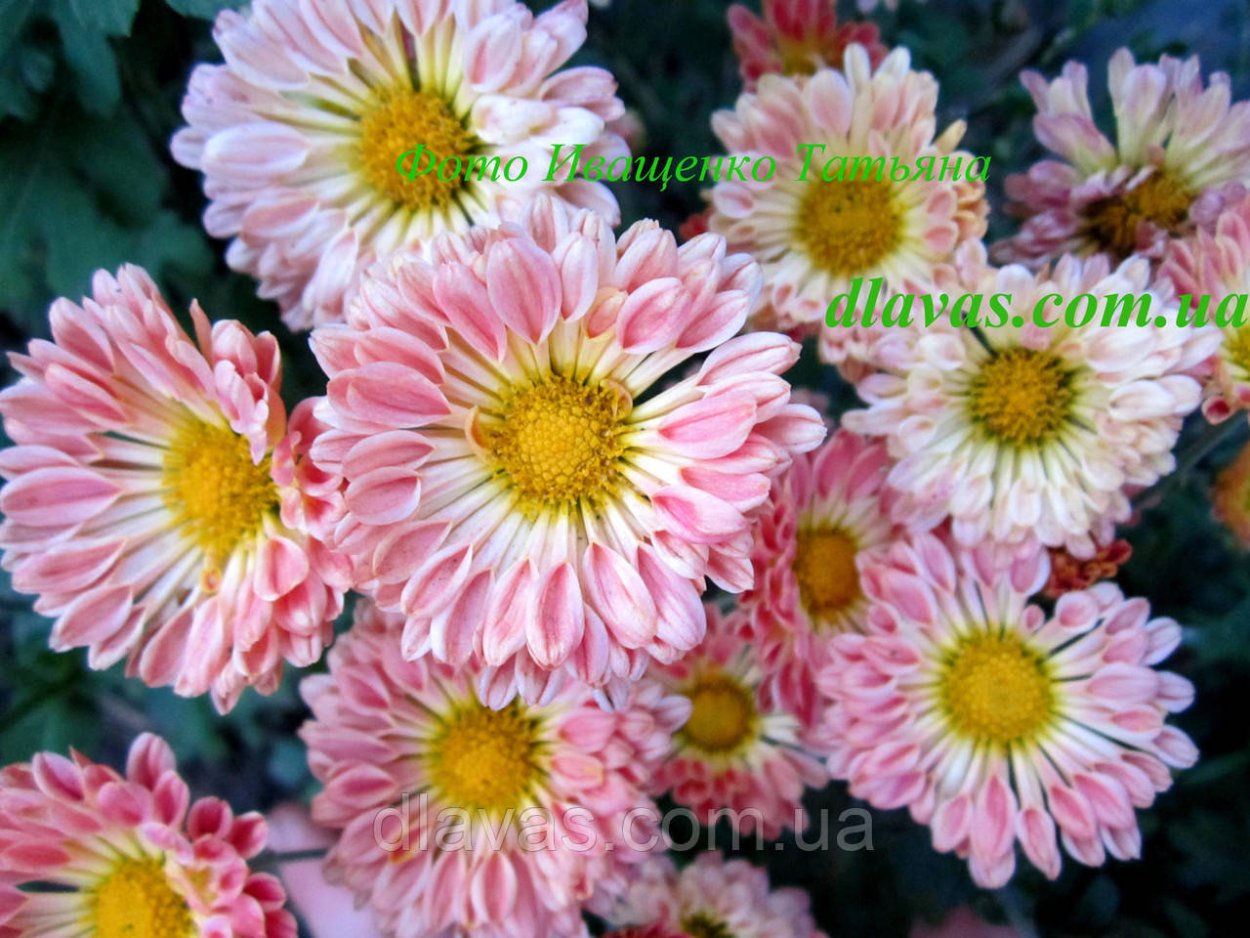 Ампельная Хризантема