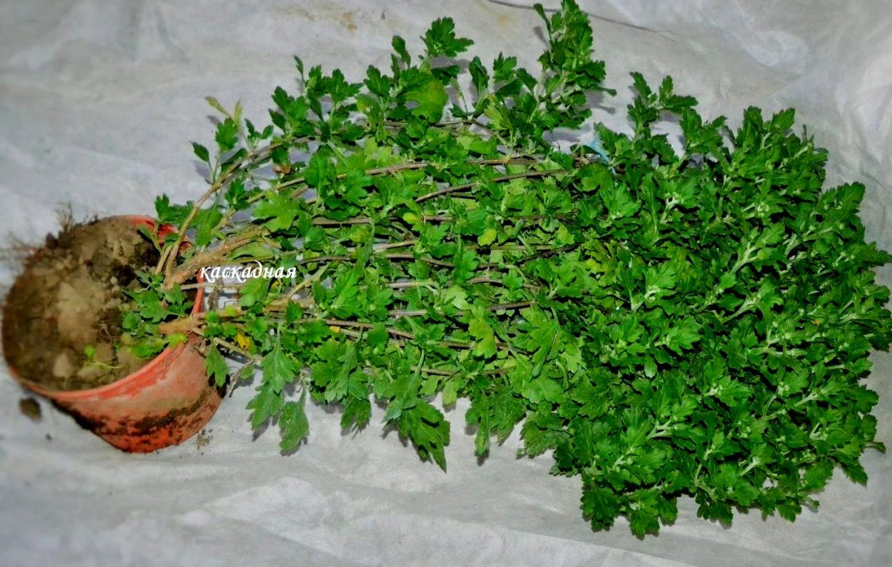 Хризантема мультифлора белая Ромашка