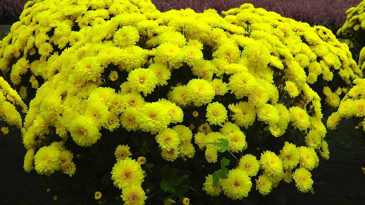 Хризантема Skyfall Yellow