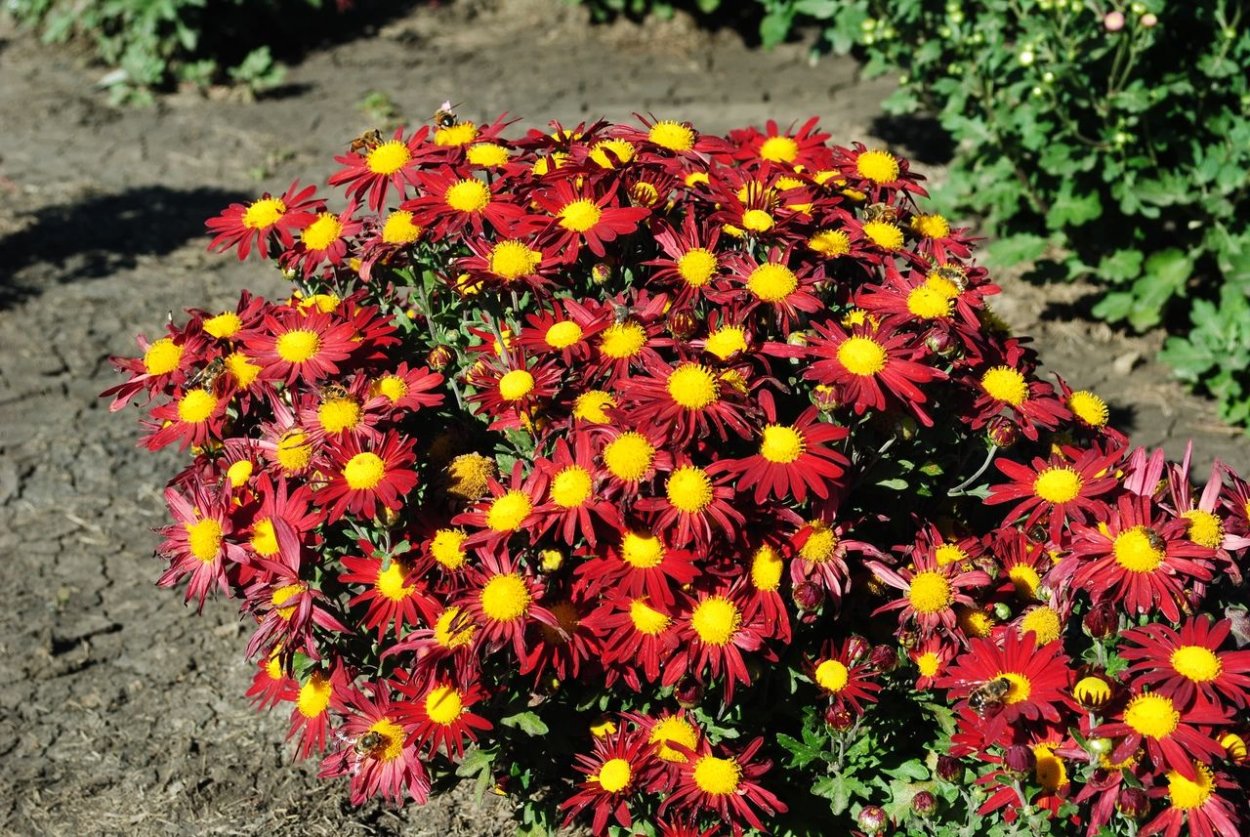 Chrysanthemum Pantin