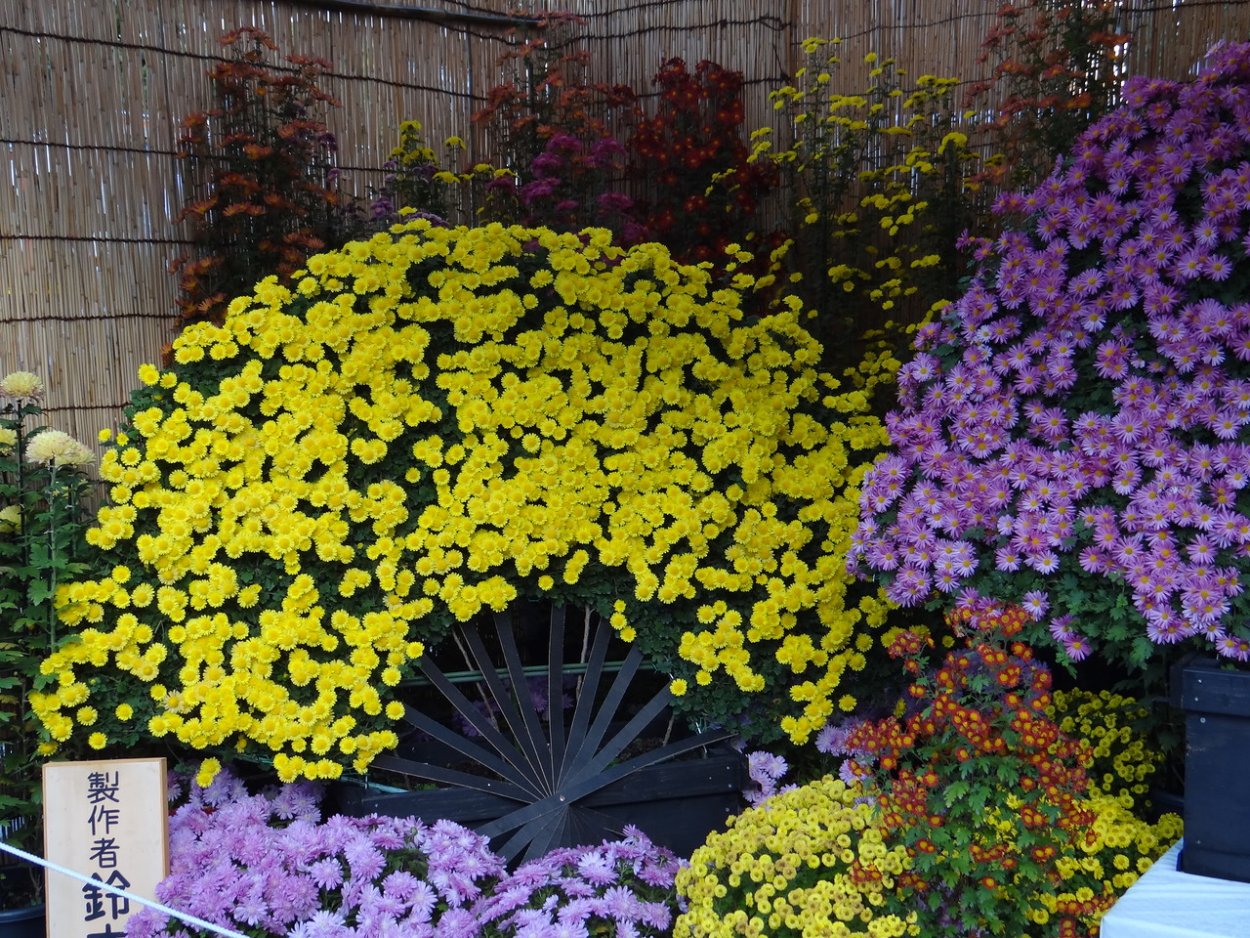 Хризантема Skyfall Yellow