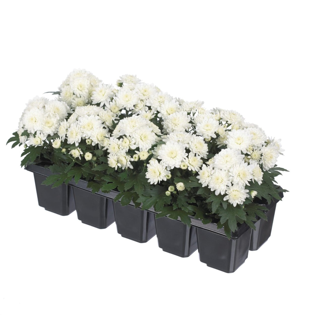 Хризантема ампельнная скацфол пин