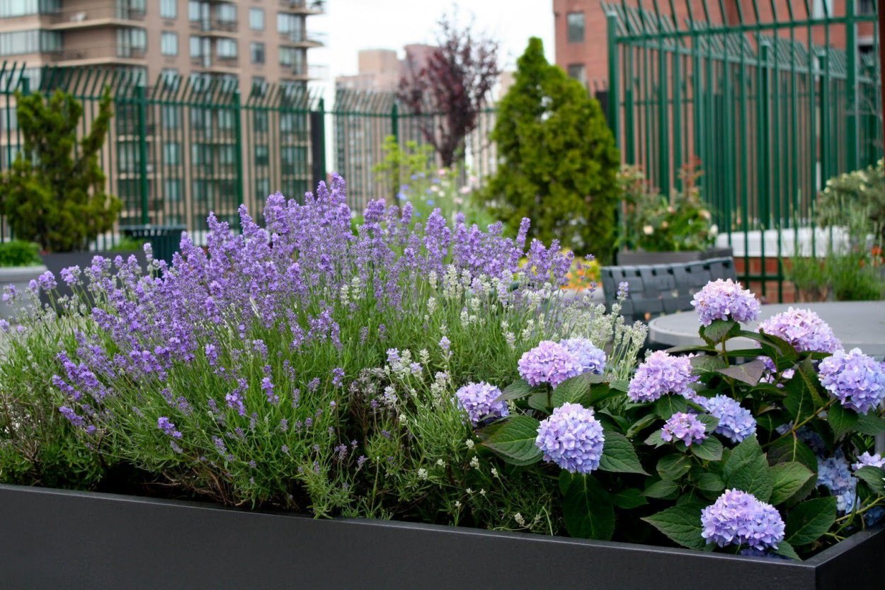 Самшит клумба Лаванда