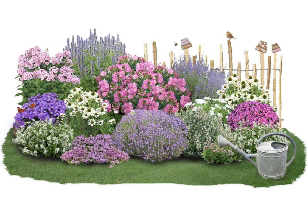 Живая изгородь Флоксы